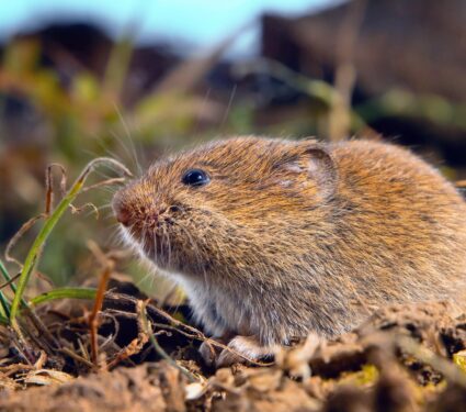 2024/04/Prairie-voles-depression.jpg