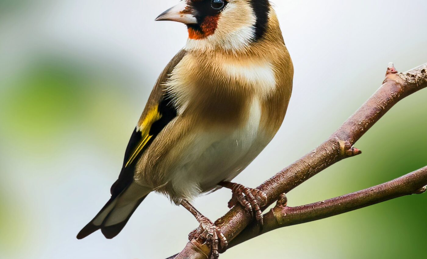 Urbanization is a threat to 78% of the world’s bird species