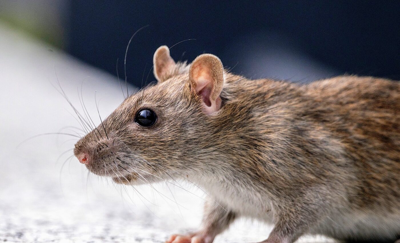 Shipping 'superhighways' helped brown rats conquer North America