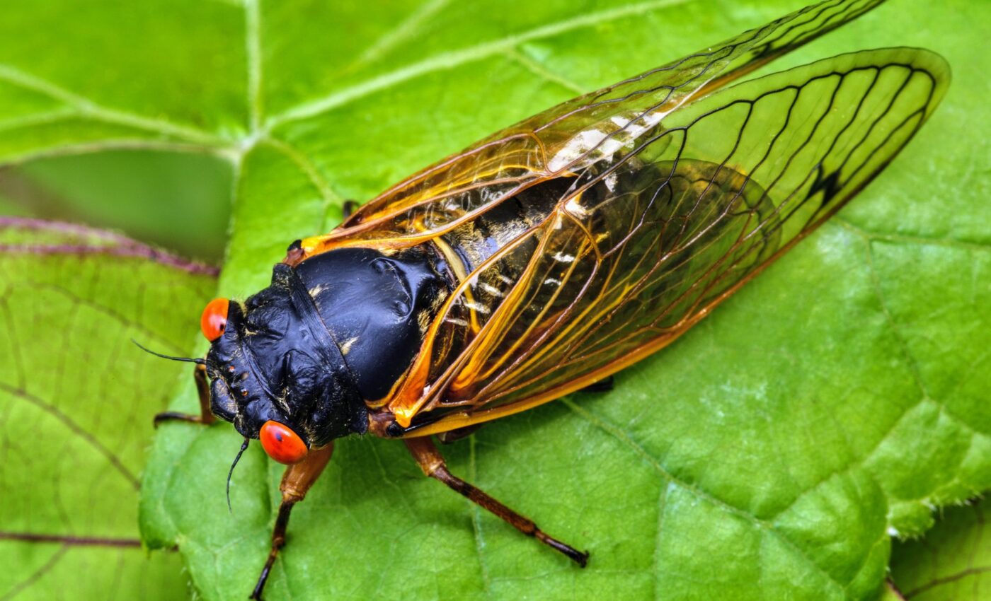 Trillions of cicadas set to emerge in historic U.S. invasion