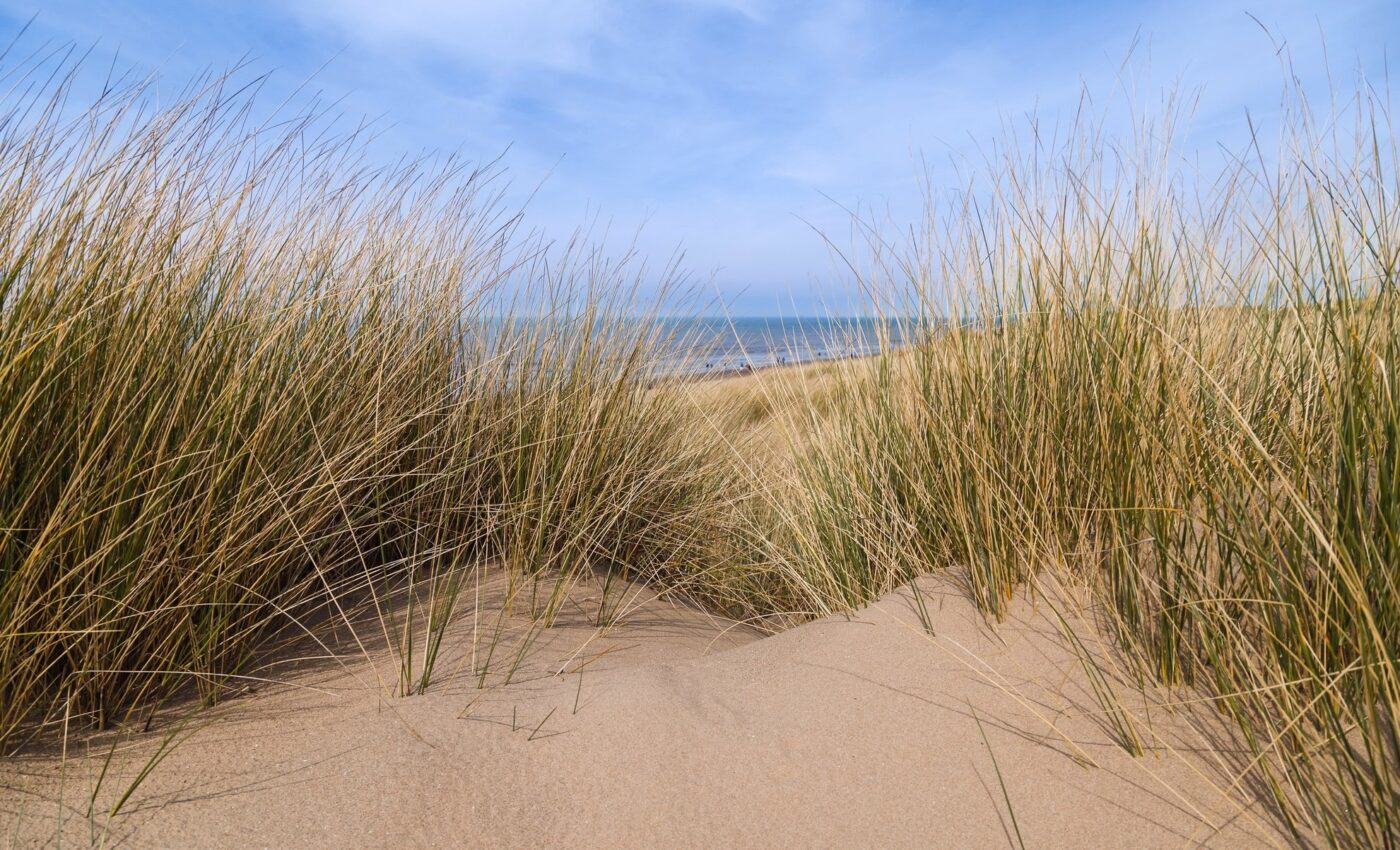 Nature-based solutions improve coastal defenses