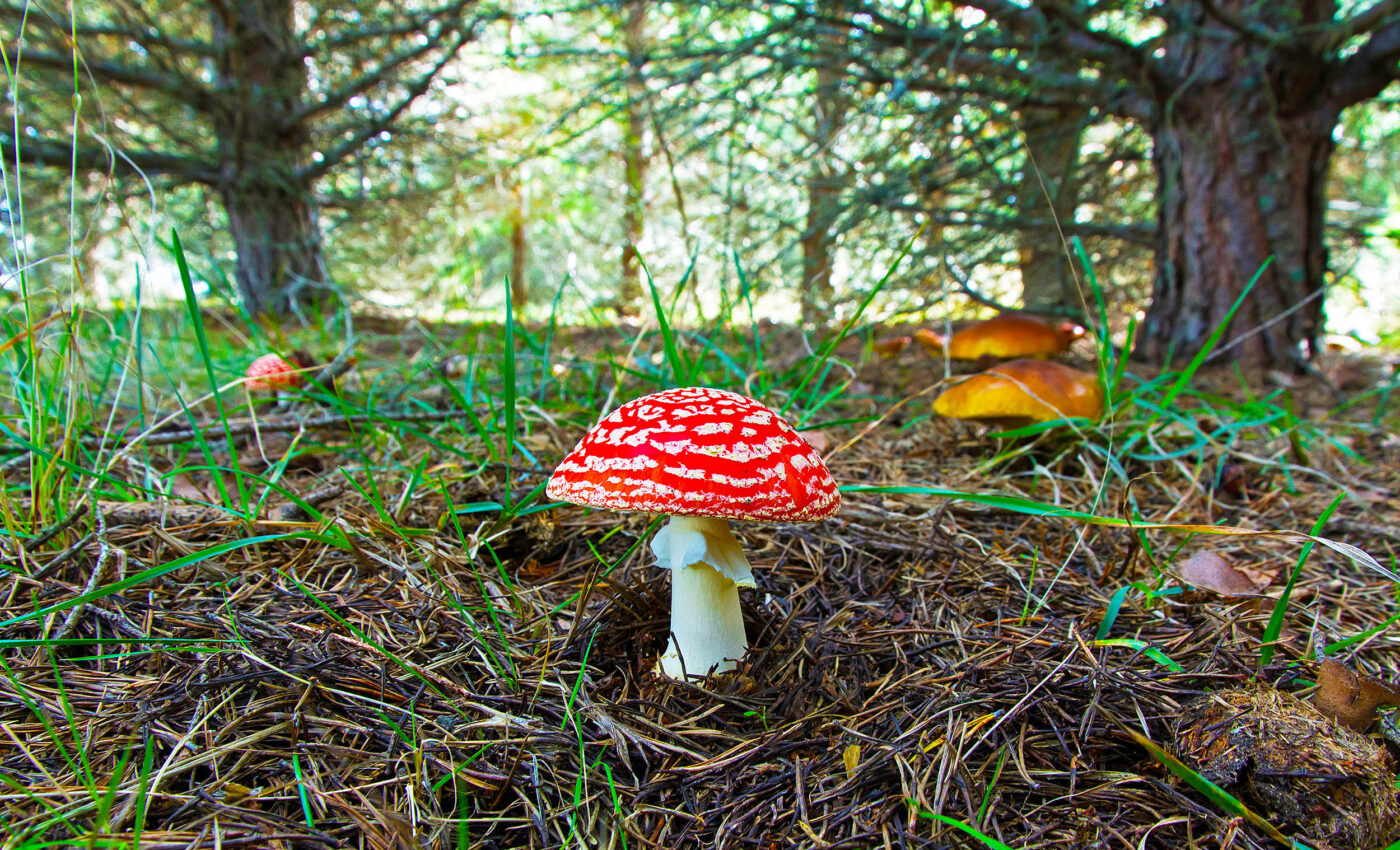 Exploring the symbiotic relationship of plant roots and underground fungi