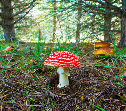 Fly,Amanita,Mushroom,In,The,Center,,With,Background,Of,Pine