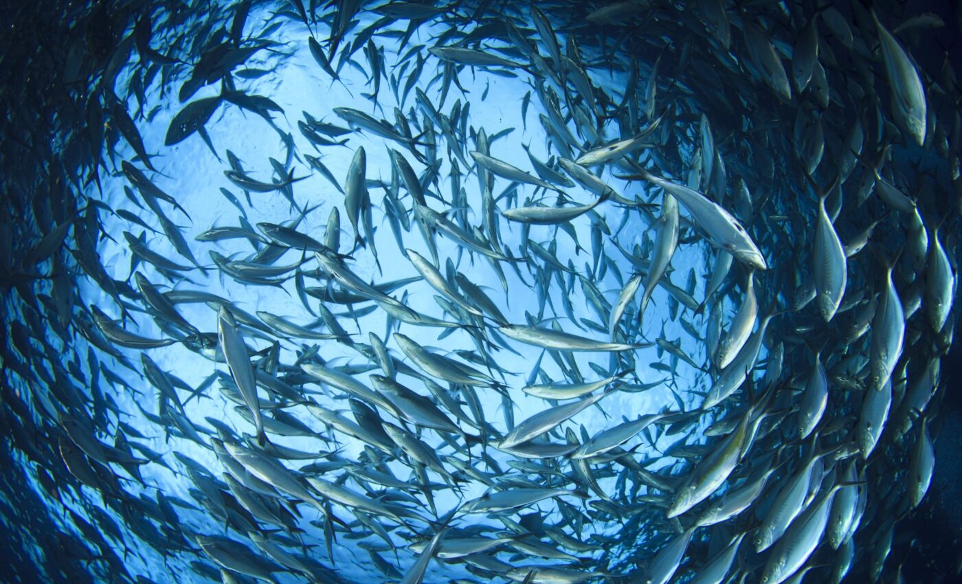 Dietary shift to forage fish could prevent millions of deaths