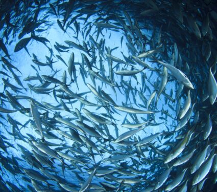 2024/04/Forage-fish.jpg
