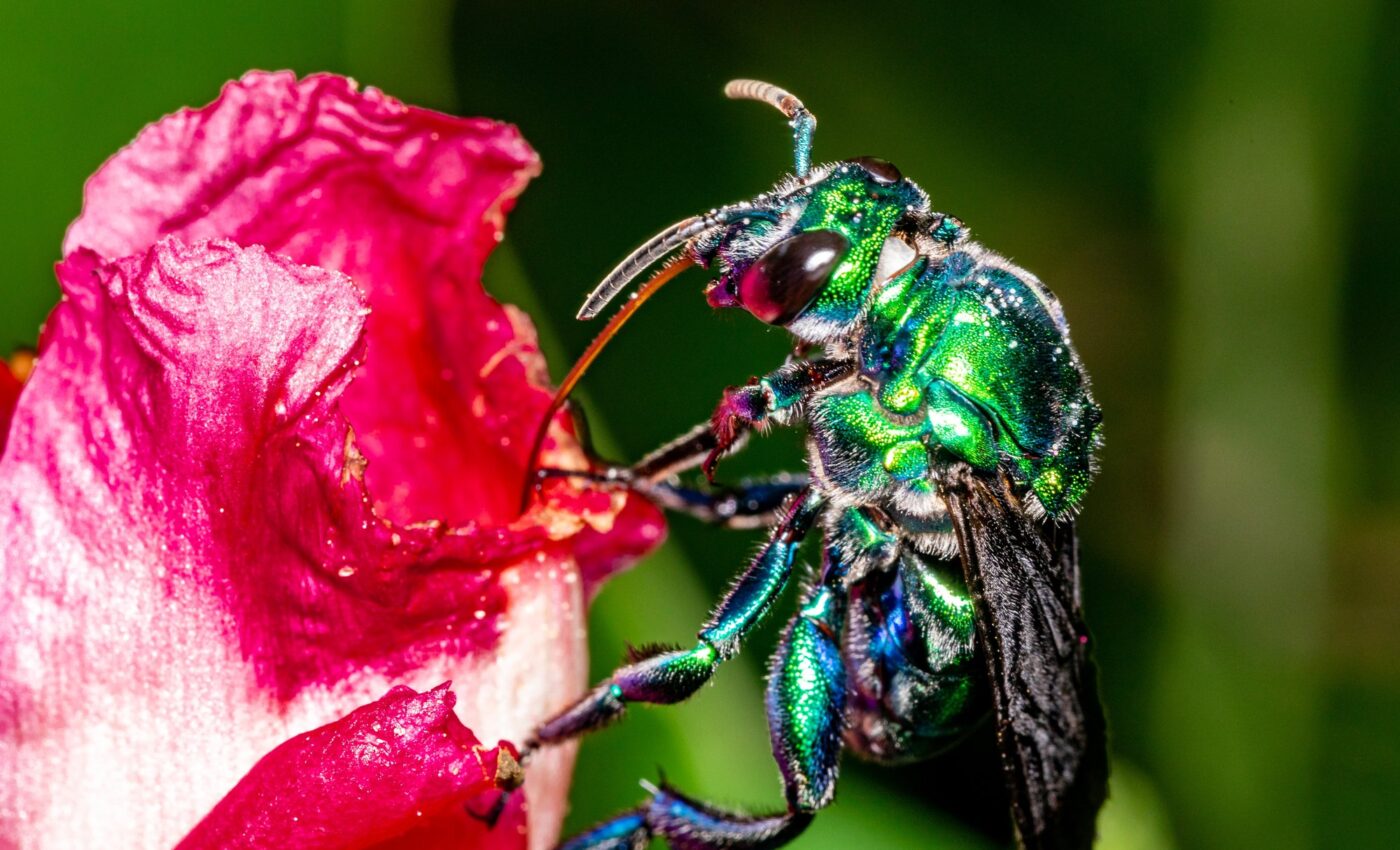 Orchid bees are endangered by deforestation in the Amazon