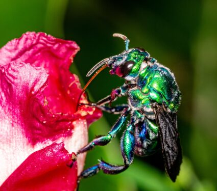2024/04/Orchid-bee.jpg