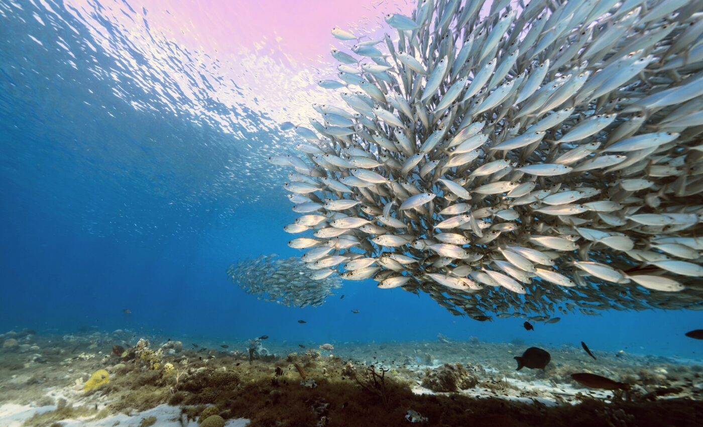 In schools, fish have mastered the skill of moving without sound
