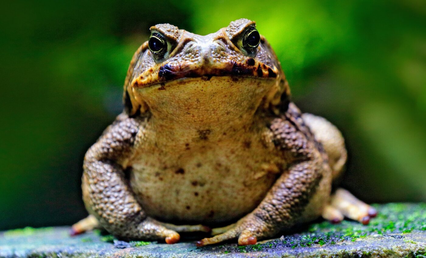 Cane toads teach other animals to avoid their poison