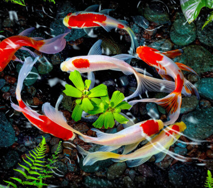Koi,Fish,Swim,Artificial,Ponds,With,A,Beautiful,Background,Of