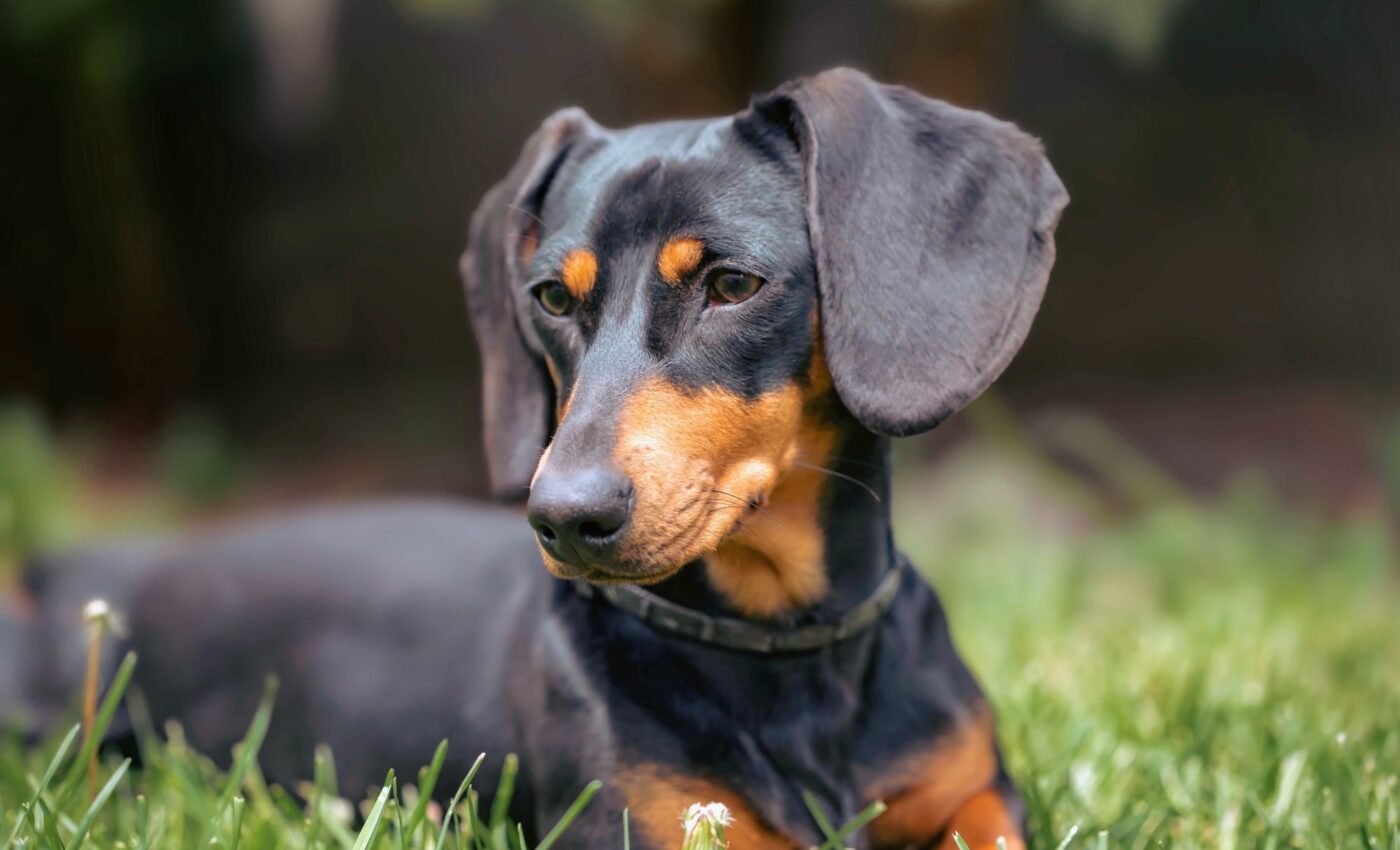 Extreme breeding: Dogs like dachshunds  deserve a healthy life