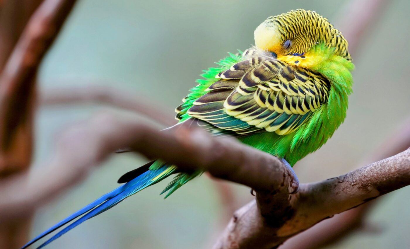 Scientists turn bird dreams into captivating music