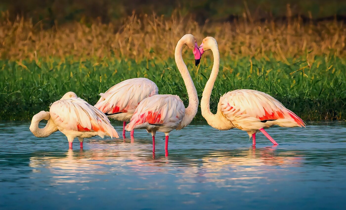 Africa’s flamingos at risk due to rising lake levels