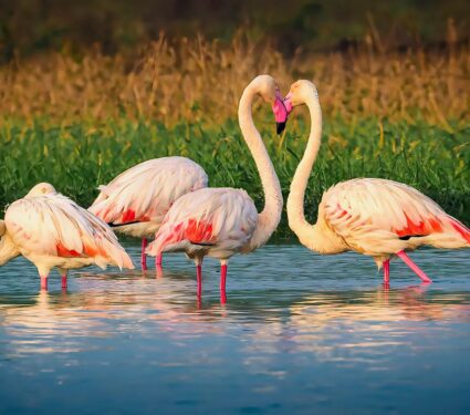 2024/04/Africa-flamingos.jpg