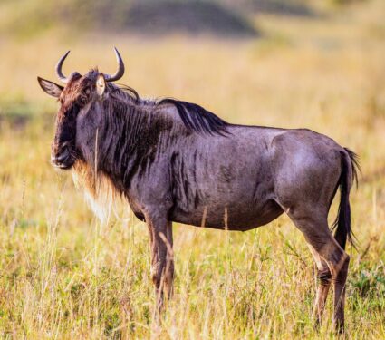 2024/04/Wildebeest.jpg