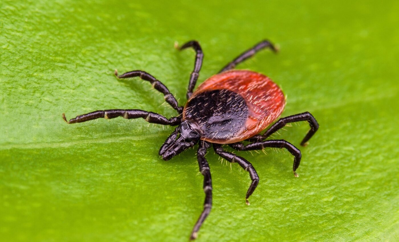 Black-legged ticks are naturally repelled by ant pheromones