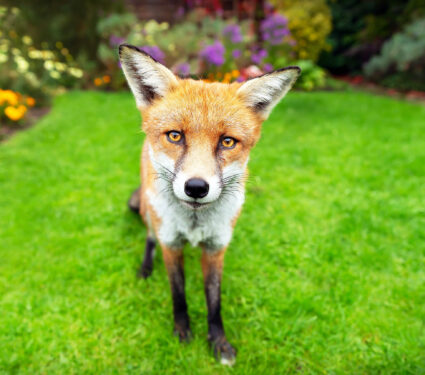 Close,Up,Of,A,Red,Fox,Standing,On,Green,Grass