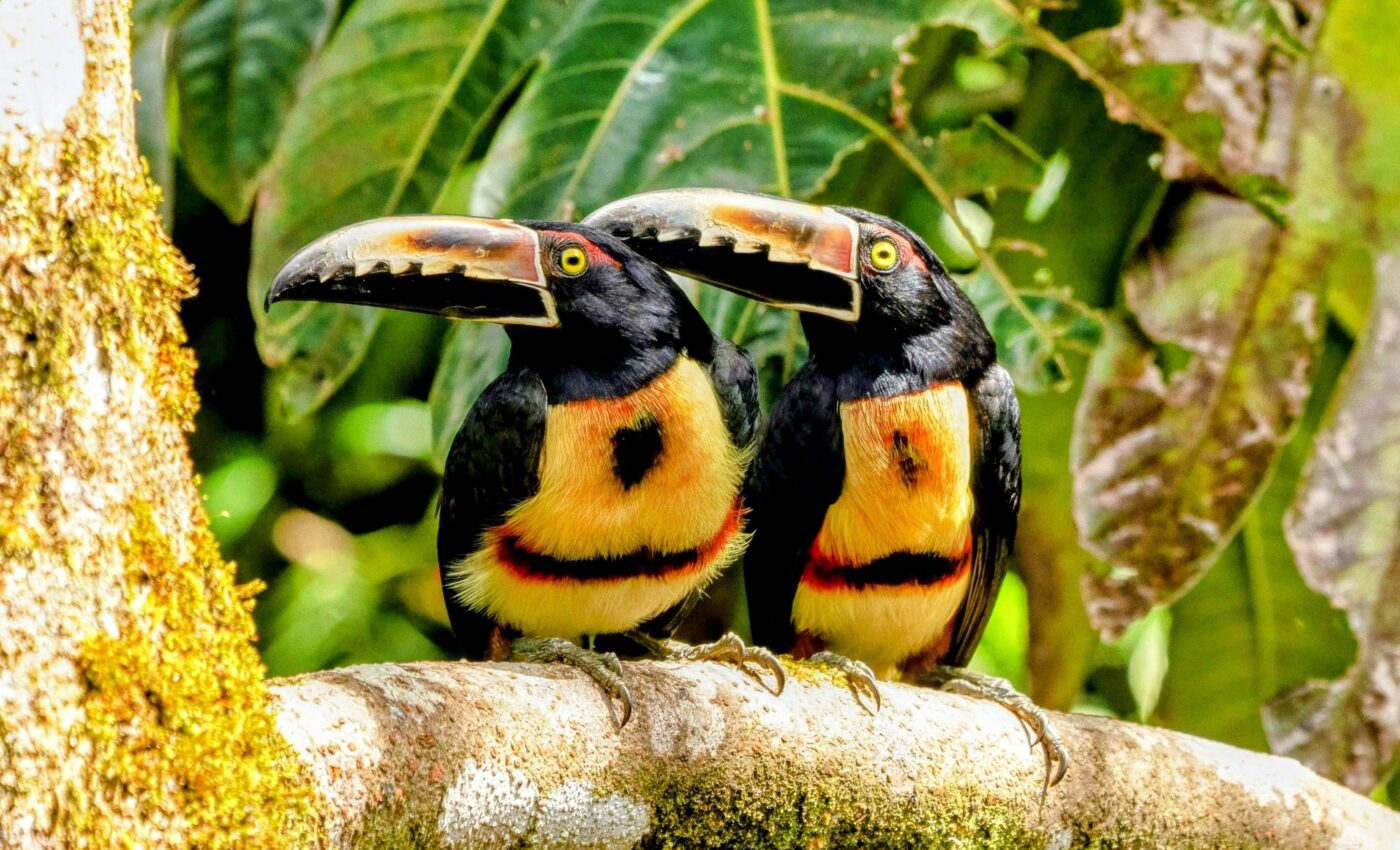 Birds increase forest recovery by dispersing seeds