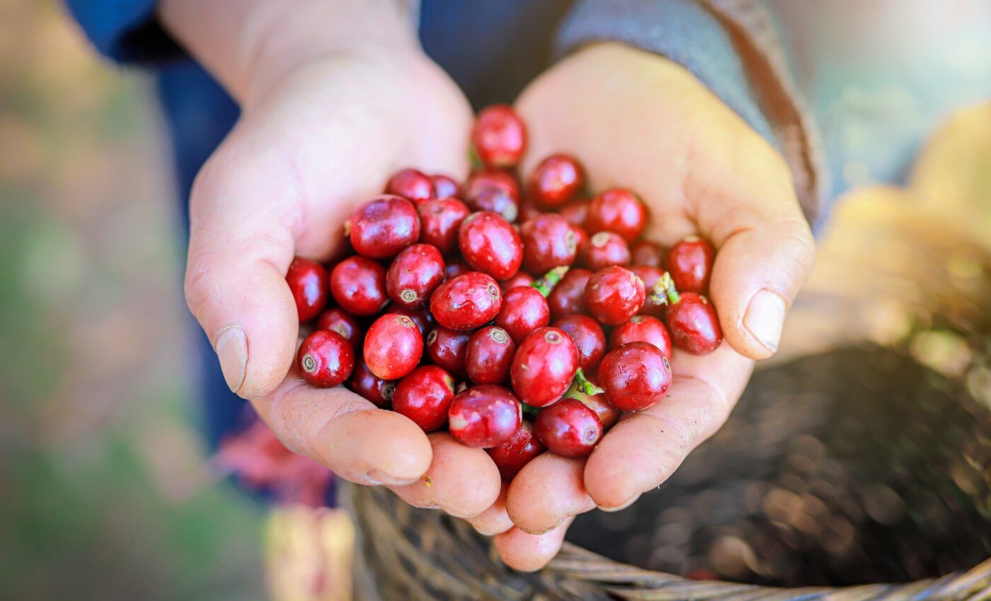 Coffee genome adapted to climate changes over millennia
