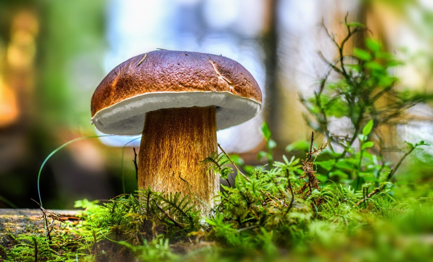 Non-timber forest products provide opportunities to reduce poverty