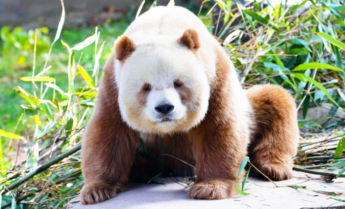Some giant pandas are born with brown fur instead of black