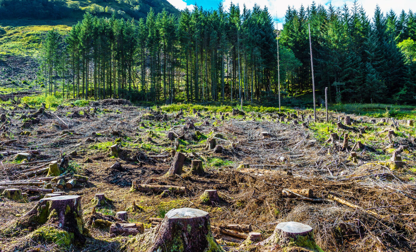 Hidden power of plants and their impact on regional climate and ecosystems