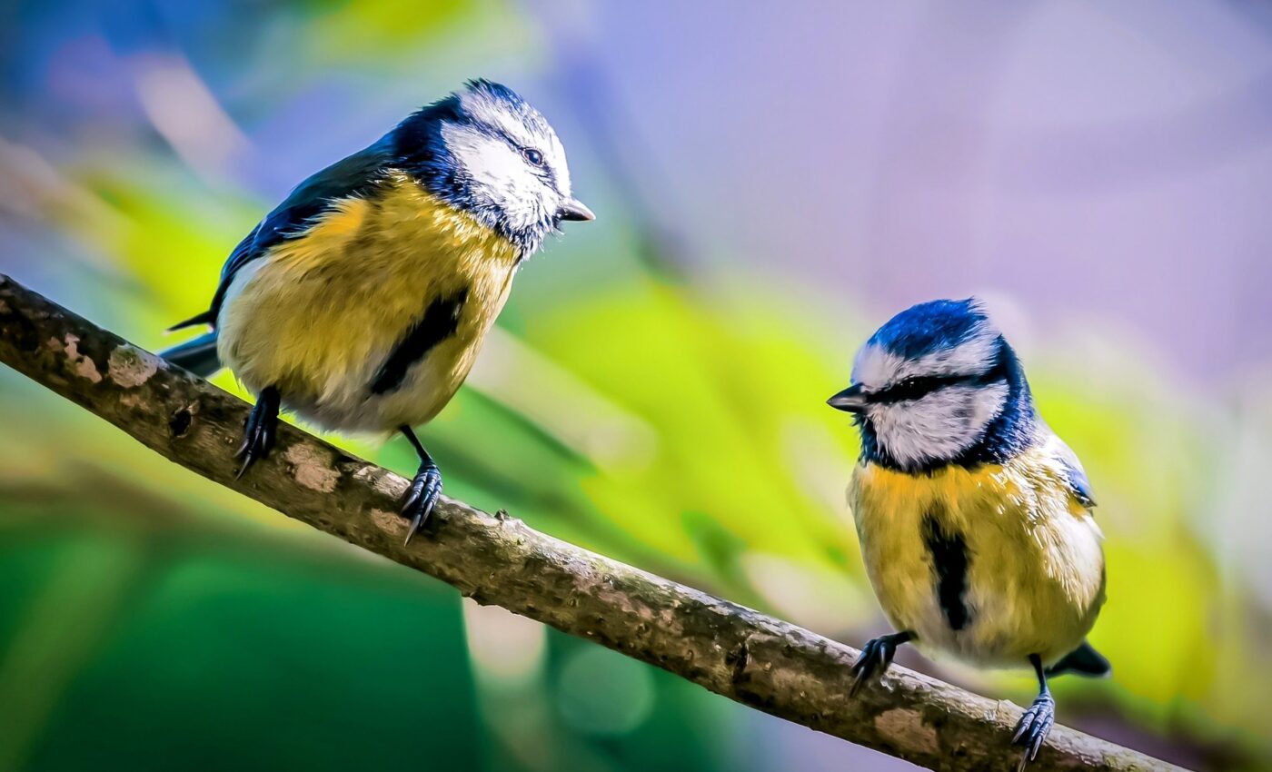 When it comes to cheating, older birds have a mating advantage