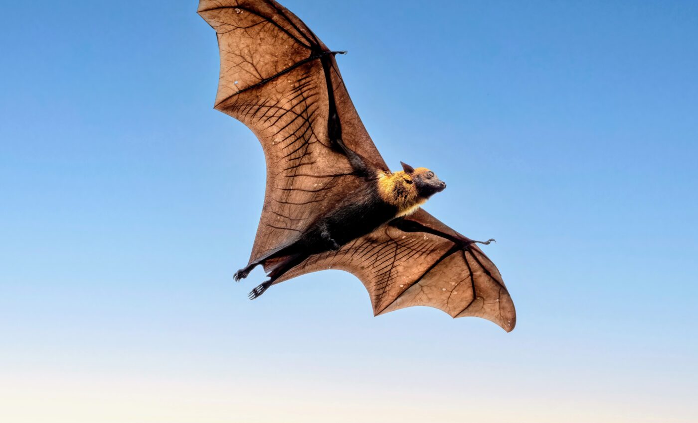 International Bat Appreciation Day: The crucial role of bats in nature