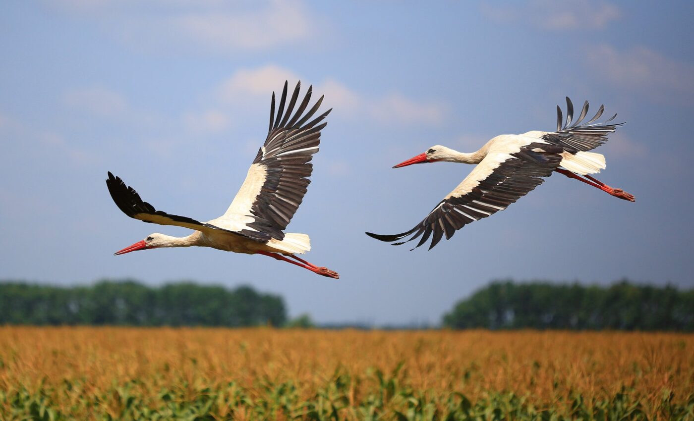 Younger storks choose migration routes that are social hotspots
