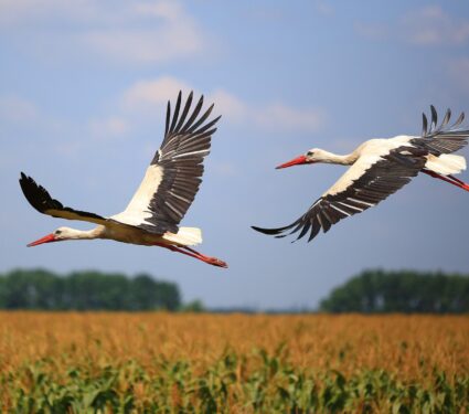 2024/04/Stork-migration-2.jpg