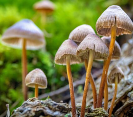 2024/04/Magic-mushrooms.jpg