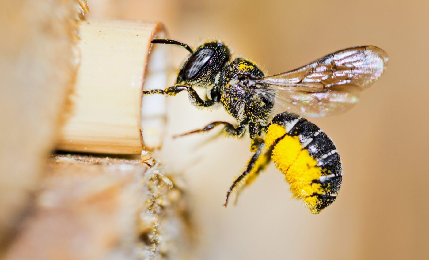 Insect flight is powered by an extraordinary structure