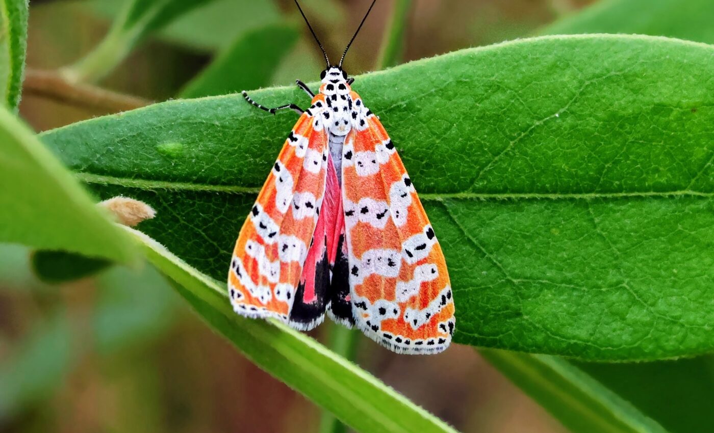 Some moths use lethal toxins to deter predators and attract mates
