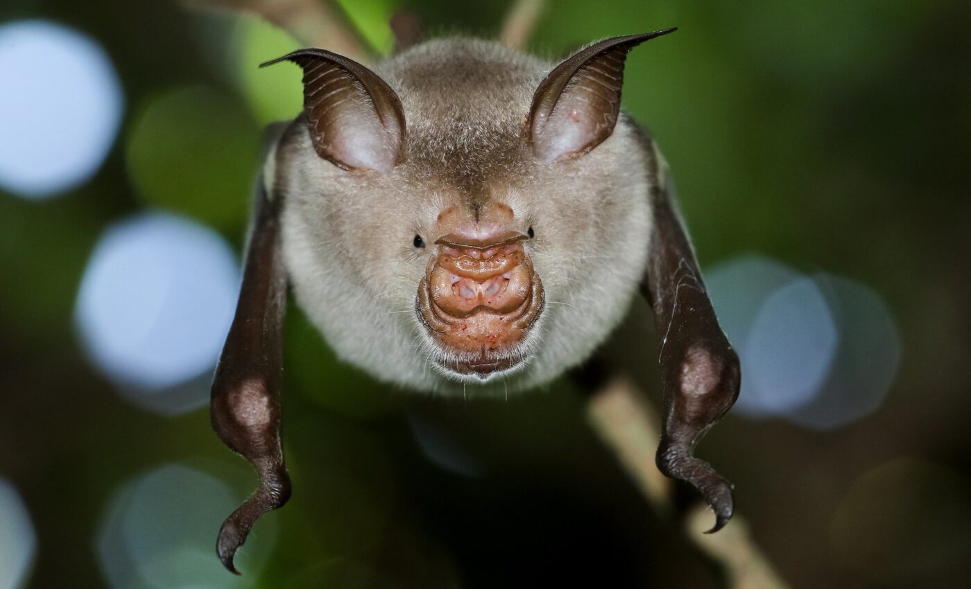 Rare type of parallel evolution found in island bats