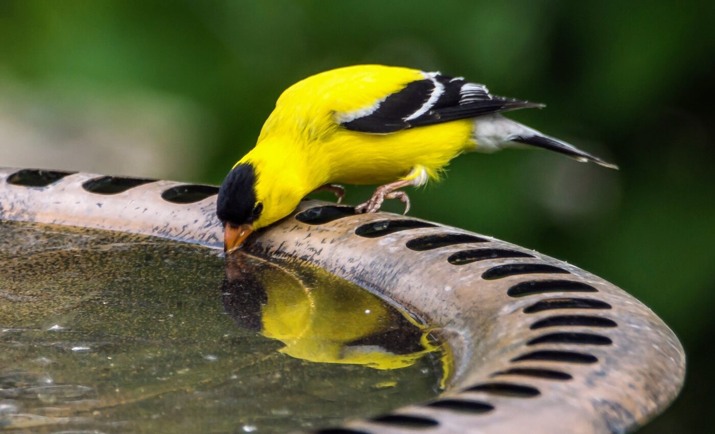 How urban spaces support bird diversity
