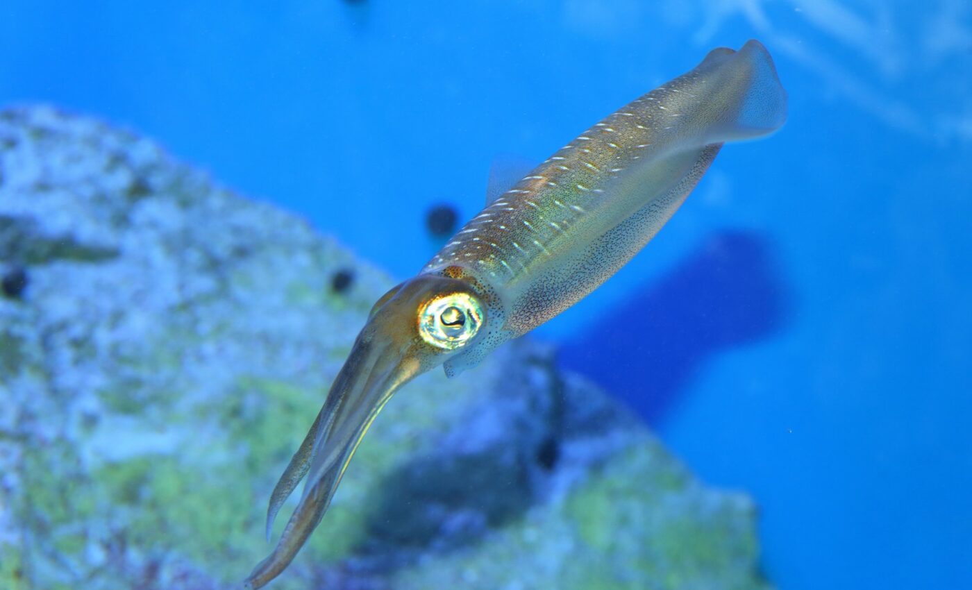 Squid mating tactics are determined by birth date