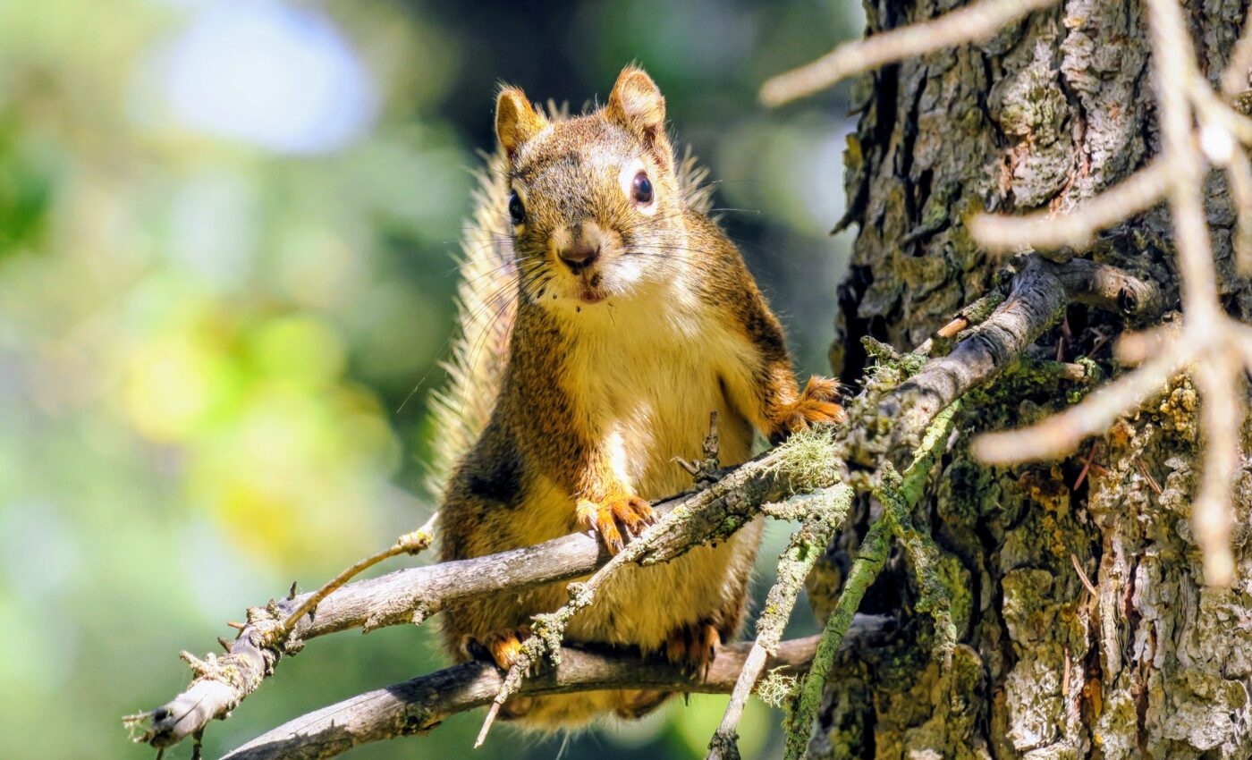 Early trauma cuts life short for squirrels, but this can be reversed