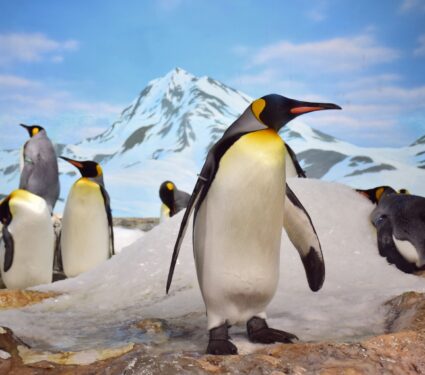 2024/04/Emperor-penguins-sea-ice.jpg