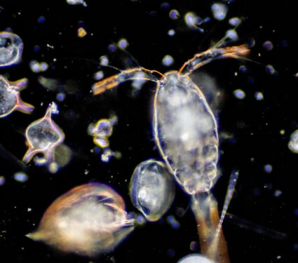 2024/04/Plankton-biodiversity.jpg