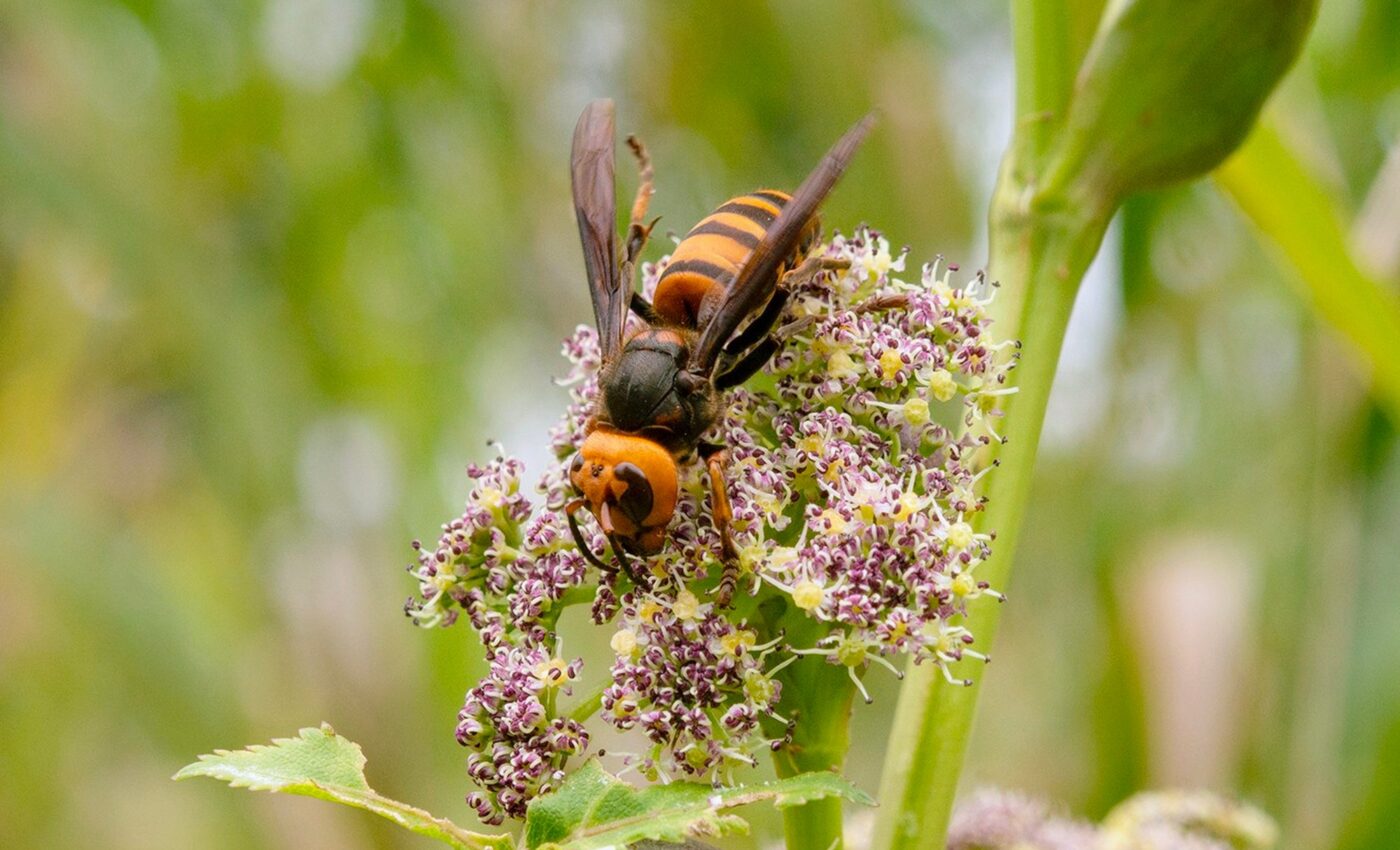 Hornets are the most important pollinators for some plants