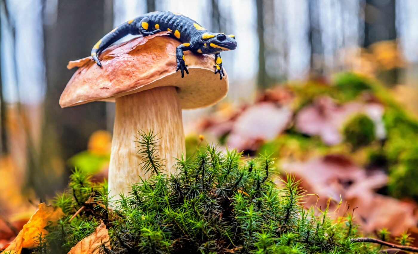 What are the biggest drivers of biodiversity loss?