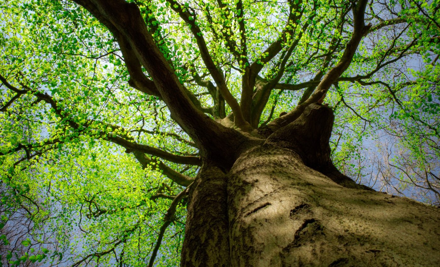 Future forests: Which tree species can survive climate change?