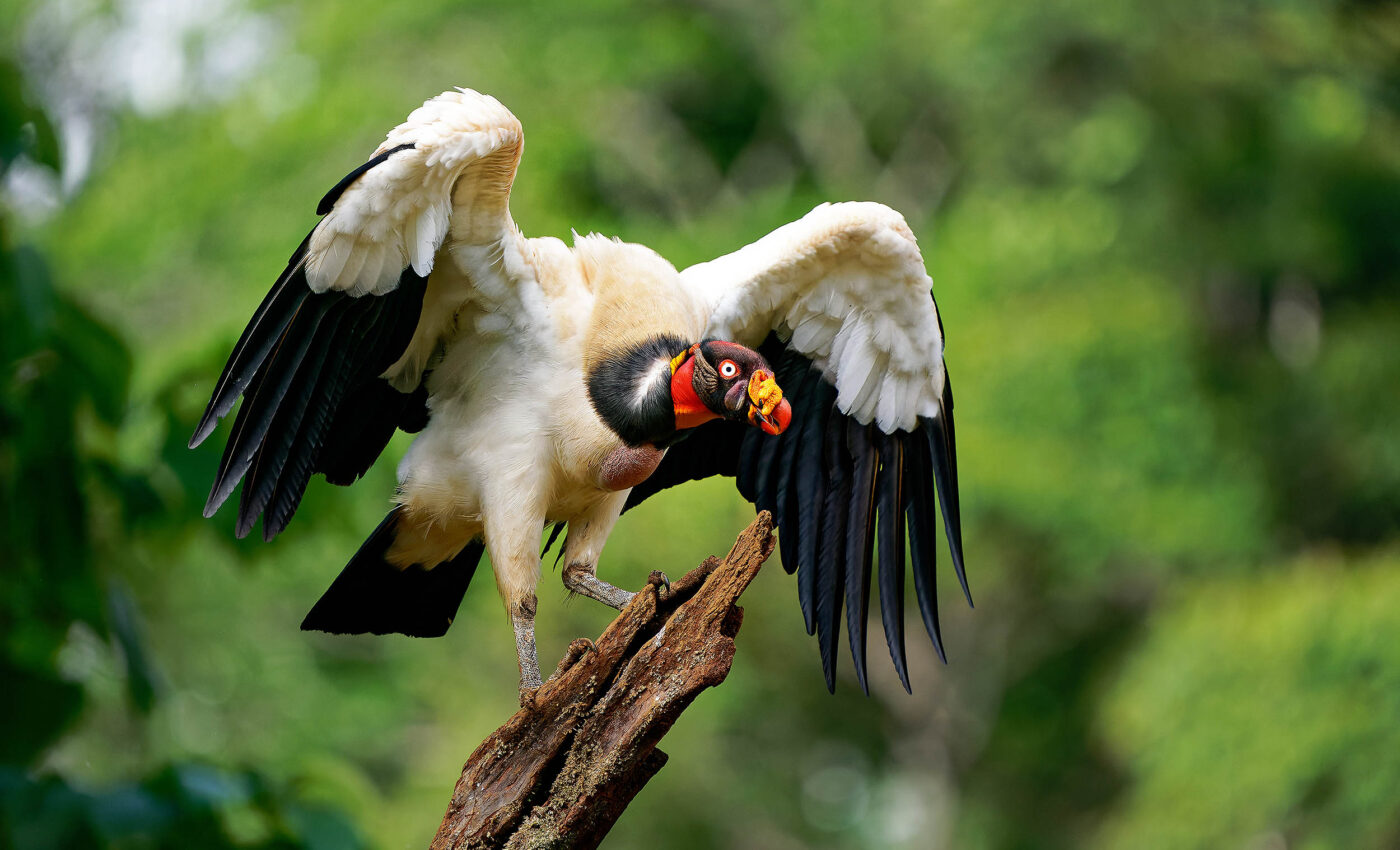 Scavengers clean up wetlands and boost their health