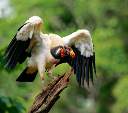 King,Vulture,-,Sarcoramphus,Papa,Big,Bird,Of,Prey,,New