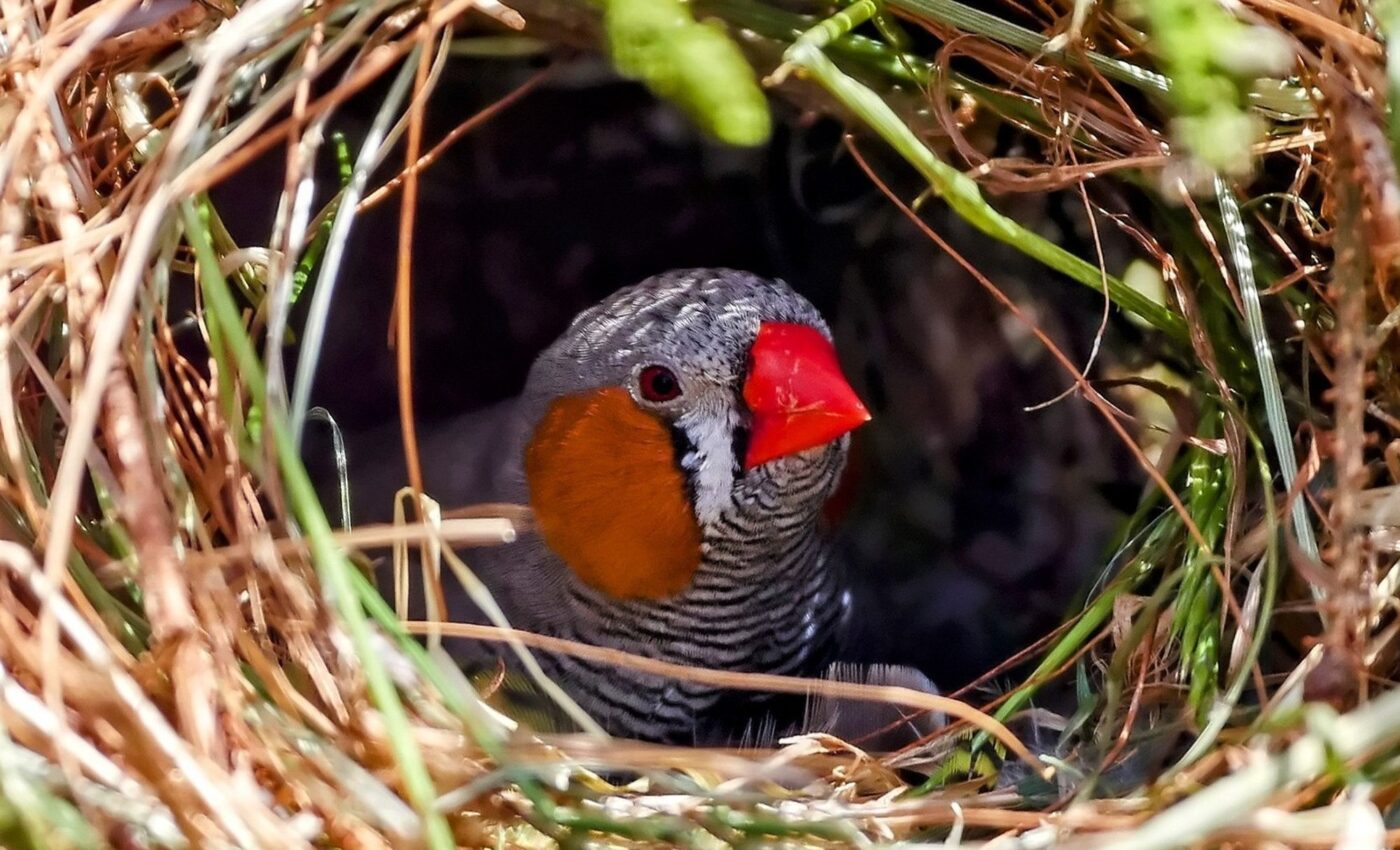 Exposure to traffic noise disrupts bird development