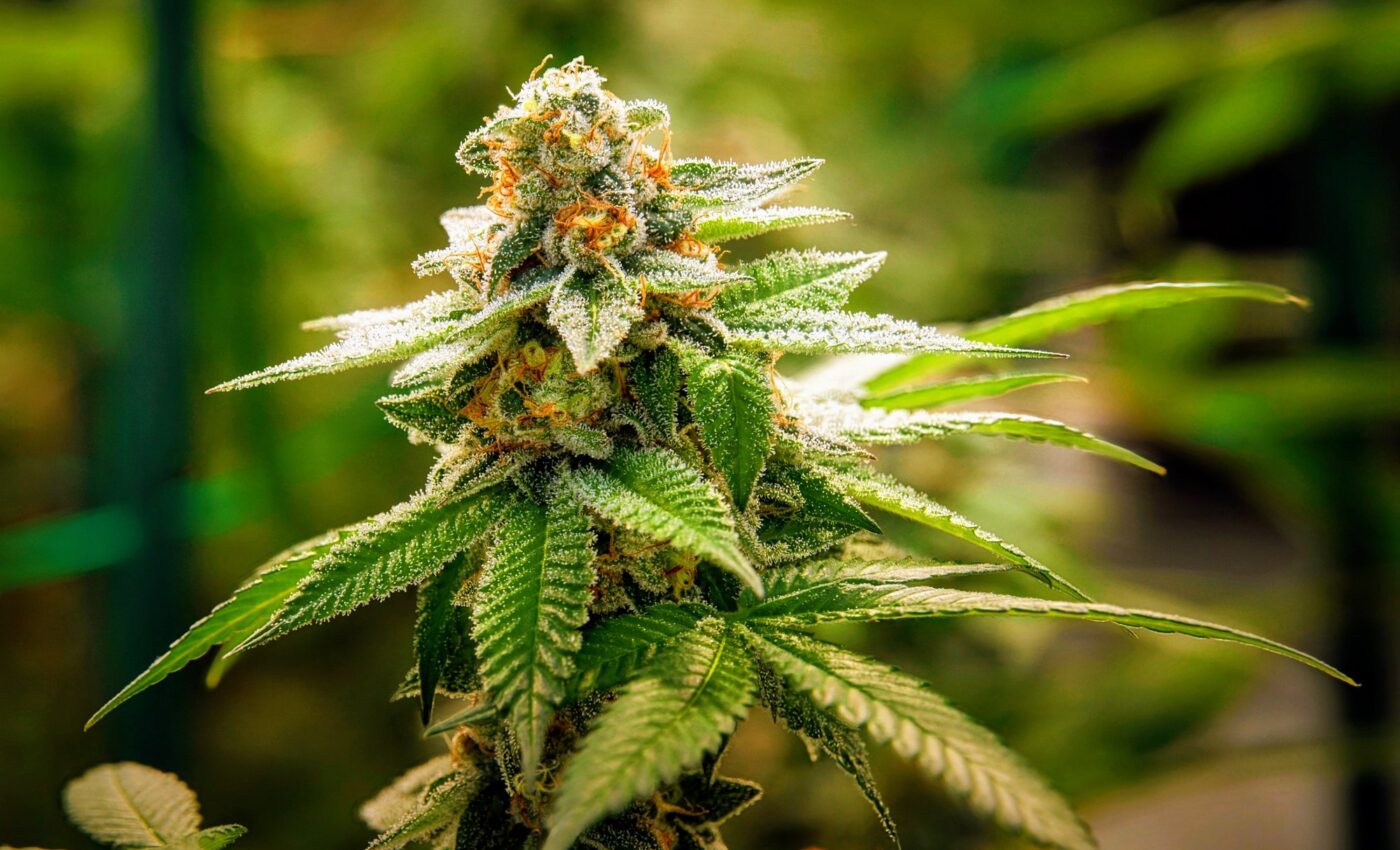 U.S. plans to reclassify marijuana and ease restrictions