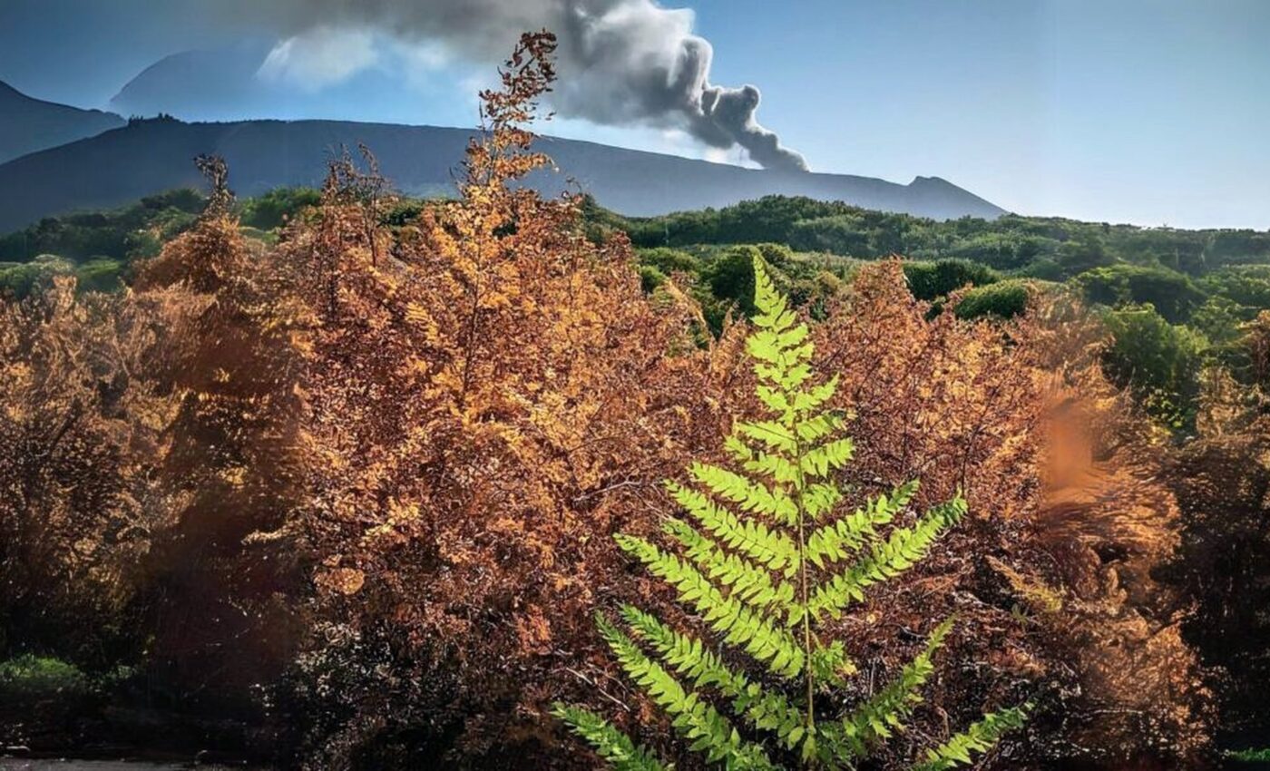 Ancient volcanoes poisoned ferns for millions of years
