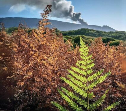 2024/05/Volcanic-fern.jpg