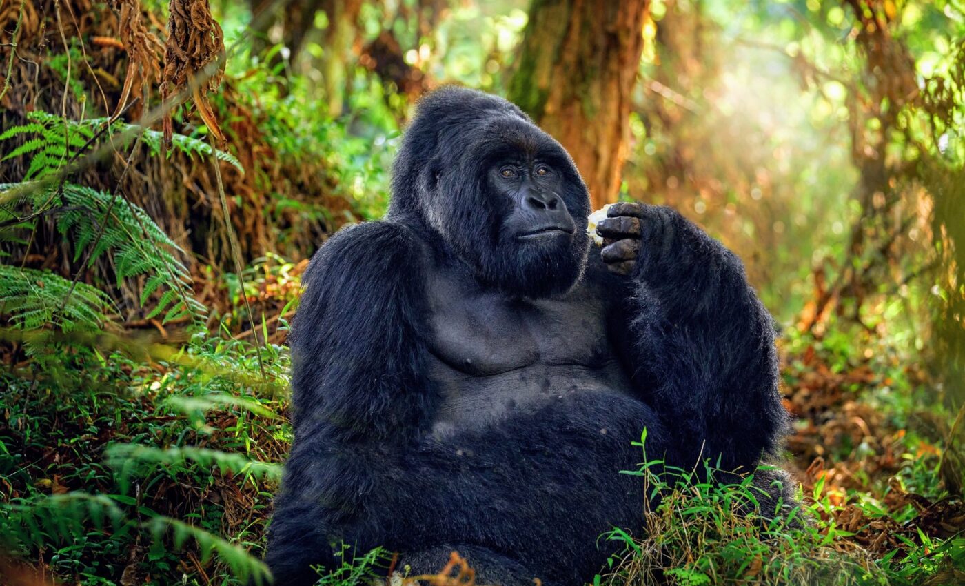 Chemists could be key to prevent animal extinction