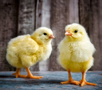 2024/05/Chicks-play-.jpg